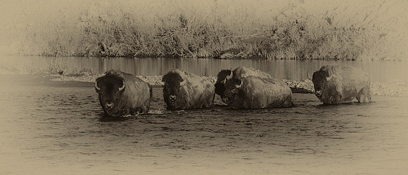 Yellowstone Classics