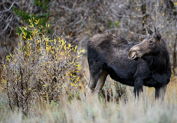 Curious Moose