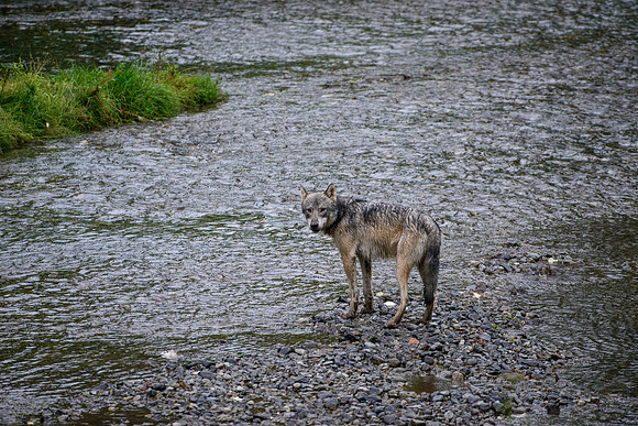 Lonely Wolf at the Creek