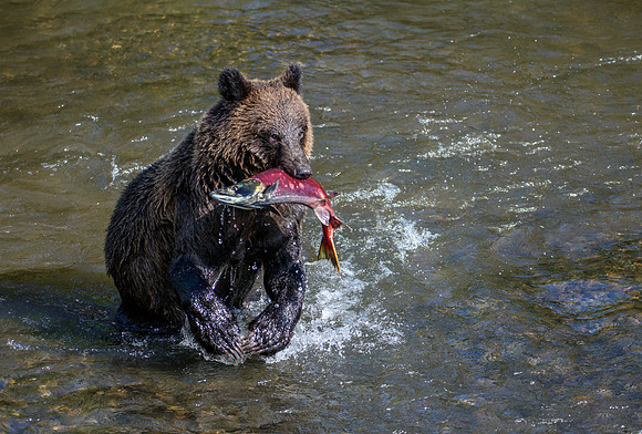 Sockeye