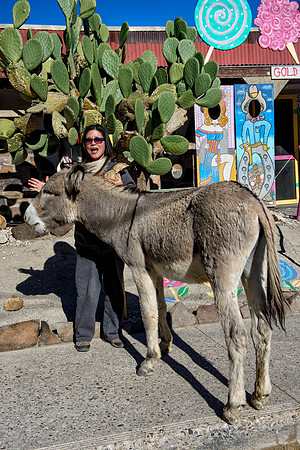 Wild donkeys (burros) in Oatman, AZ