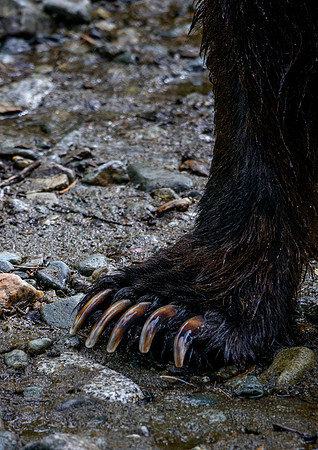 Grizzly Foot