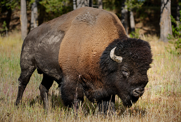 Yellowstone Bull