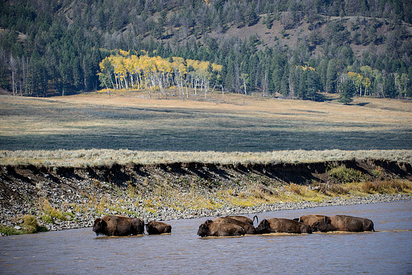 Yellowstone Fall