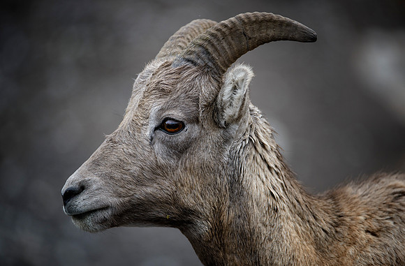 Bighorn Pose