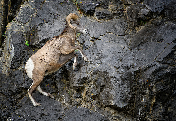 Bighorn Jump