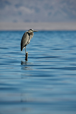 Salton Sea, CA