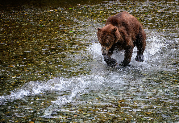 Grizzly Bomb