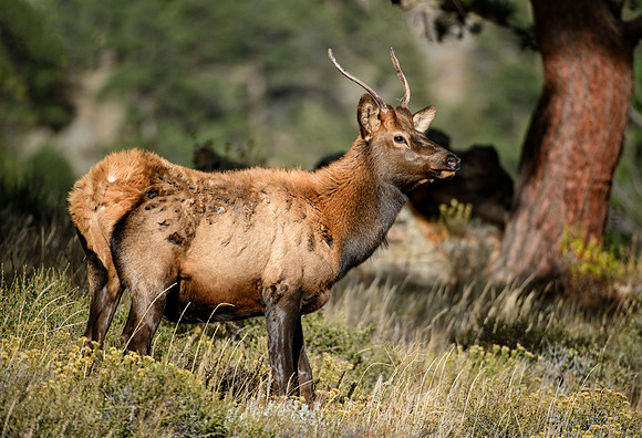Fall Youngster