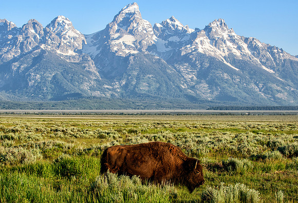 Tetons and Bison