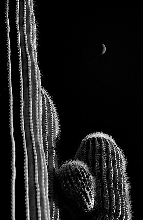 Saguaro Moon