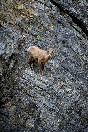 Cliff