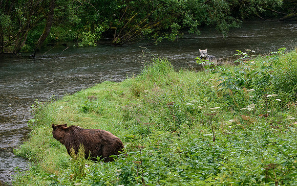 Bear meets Wolf