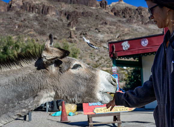 Wild donkeys (burros) in Oatman, AZ