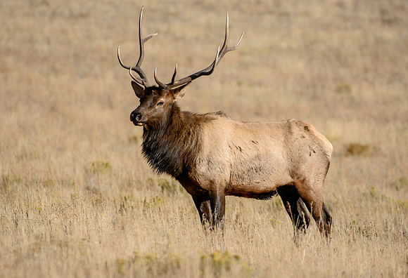 Fall Bull
