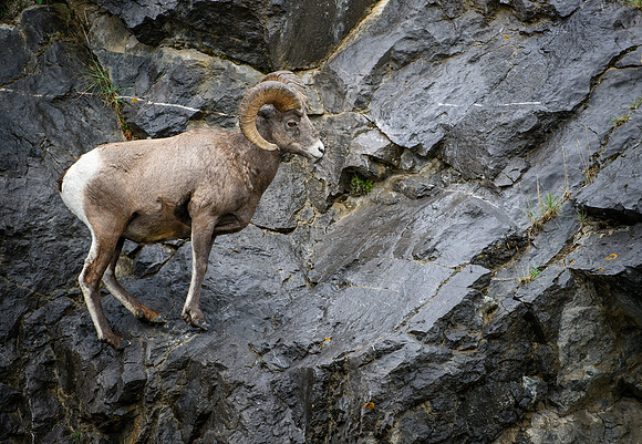 Rock Climbing