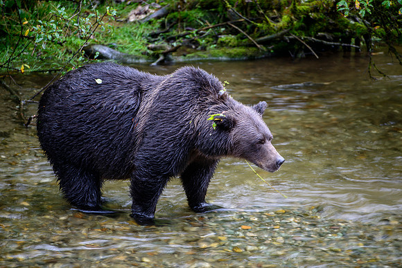 Grizzly Slow Motion