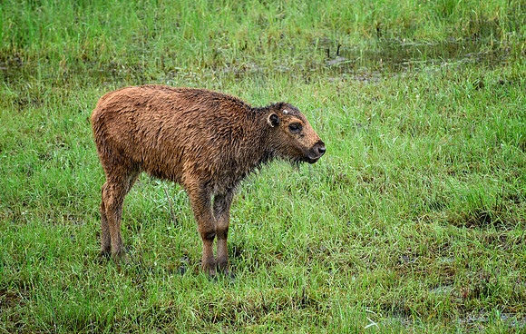 Canadian Wood Buffalo Calf