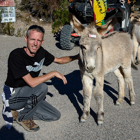 Wild donkeys (burros) in Oatman, AZ
