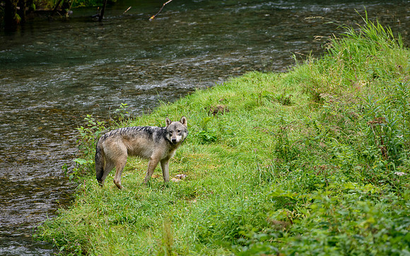 Grassy Island Wolf