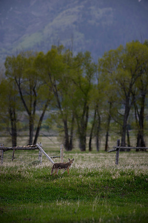 Meadow