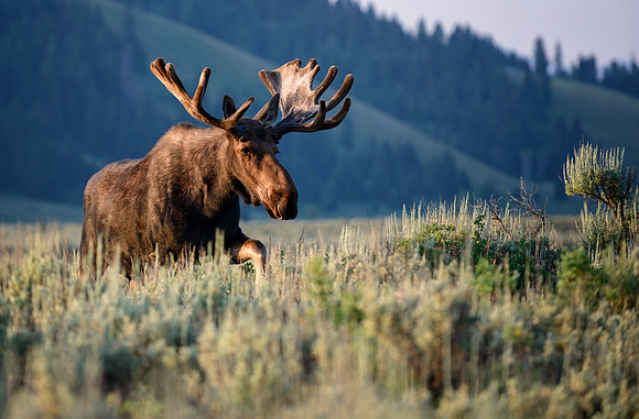 Sunrise Bull