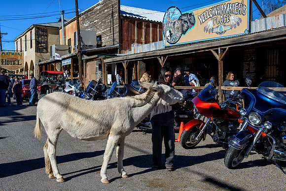 Wild donkeys (burros) in Oatman, AZ