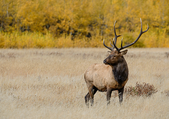 Aspen Bull