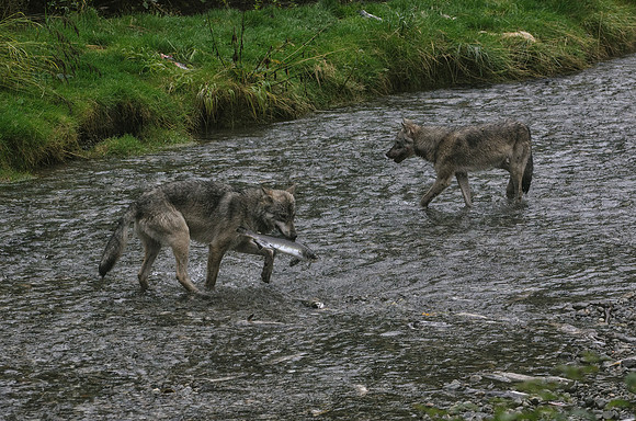 Fishing Wolves