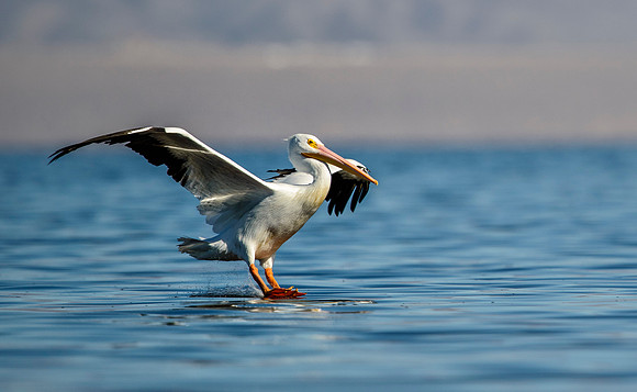 Salton Sea, CA