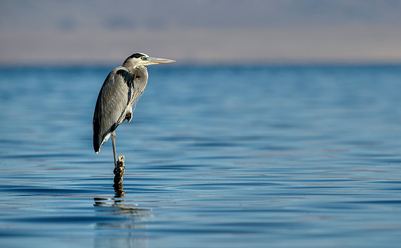 Salton Sea, CA