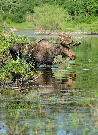 Aquatic Moose