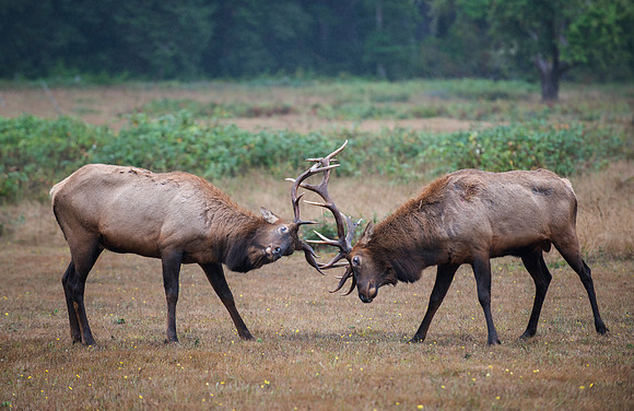 Bull Fight
