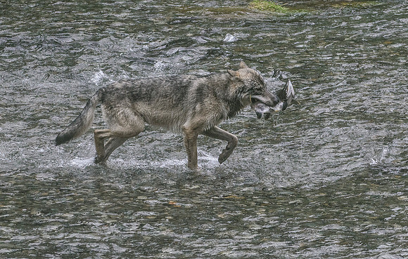 Catch of the Day