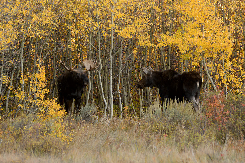 Fall Moose Real Jorn Vangoidtsenhoven Wildlife and Nature Photography | Bull Moose in ...