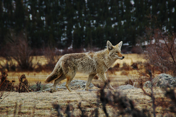 Rocky Mountain Coyote