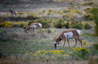 Row of Pronghorns