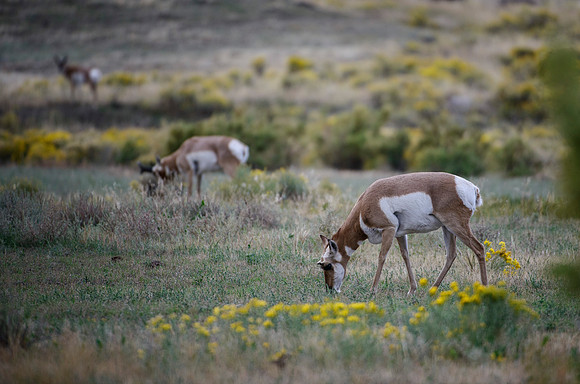 Row of Pronghorns