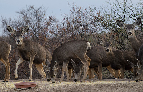 Tombstone - mule deer at the campground
