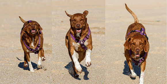 Our dog, Sophie, in Puerto Penasco (Rocky Point), Mexico