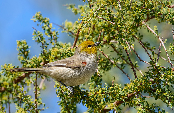 Birds in Organ Pipe Cactus NM, AZ