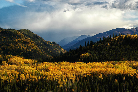 Denali Gold