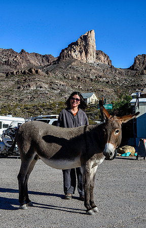 Wild donkeys (burros) in Oatman, AZ
