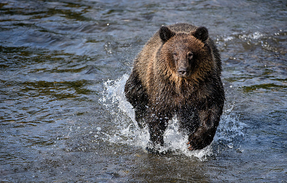 Running Youngster