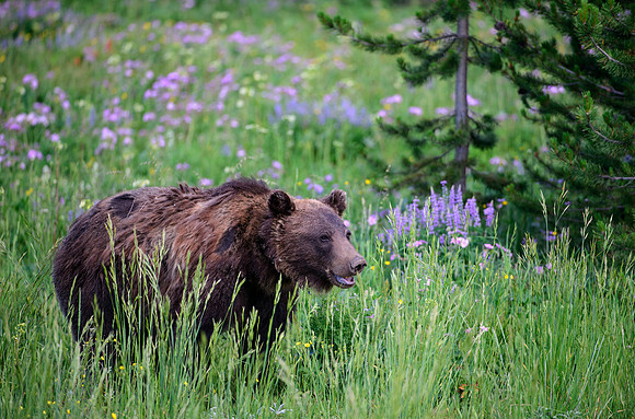 Spring Bear