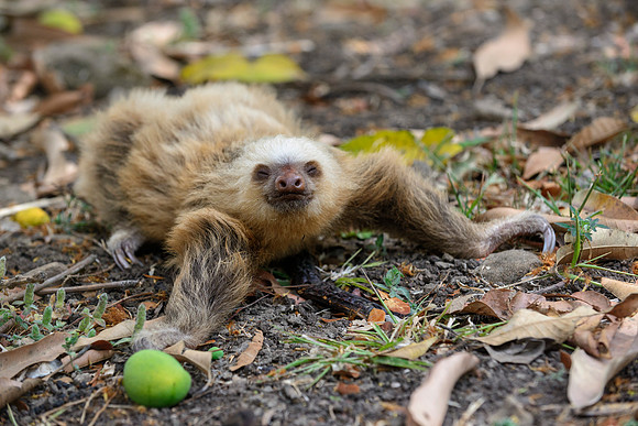 Sleepy Sloth