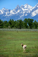 Teton Pronghorn