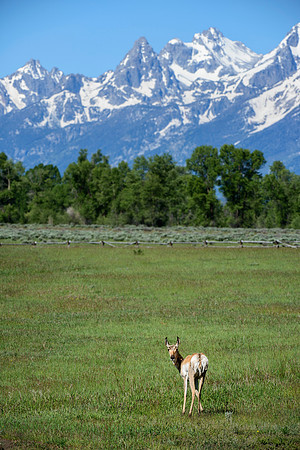 Teton Pronghorn