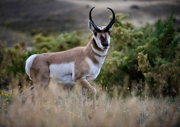 Proud Pronghorn