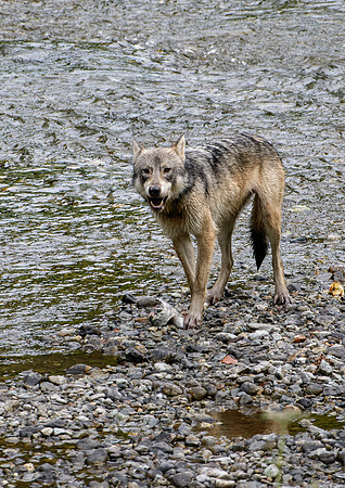 Wolf eating Salmon
